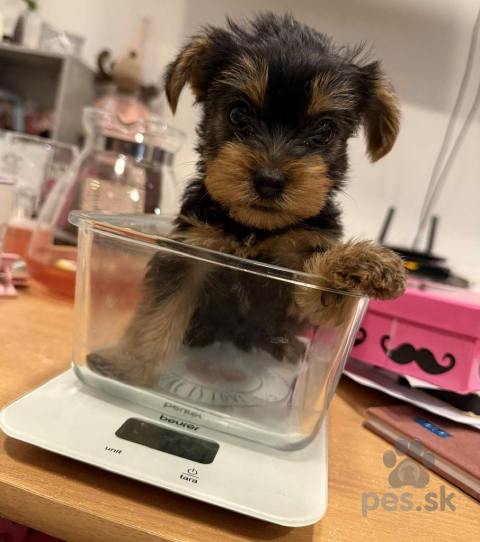 Teriéry, nádherné čistokrvné šteniatka yorkshirského teriéra