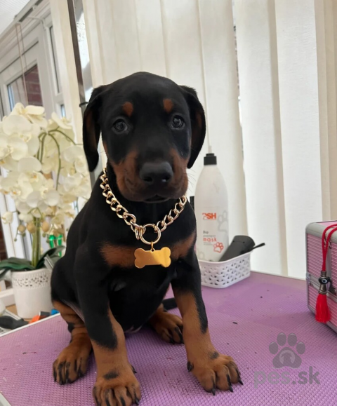 Pinče, bradáče, molosoidy a švajčiarske salašnícke psy, Doberman Puppies for sale