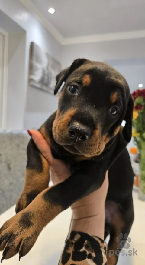 Pinče, bradáče, molosoidy a švajčiarske salašnícke psy, Buy Doberman Puppies (E-Mail-Adresse......experttdocx@gmail.com)