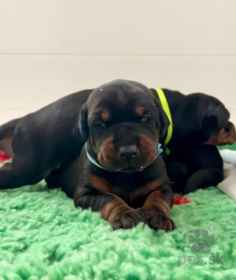 Pinče, bradáče, molosoidy a švajčiarske salašnícke psy, Adorable Doberman Puppies Available ( E-Mail-Adresse......experttdocx@gmail.com)