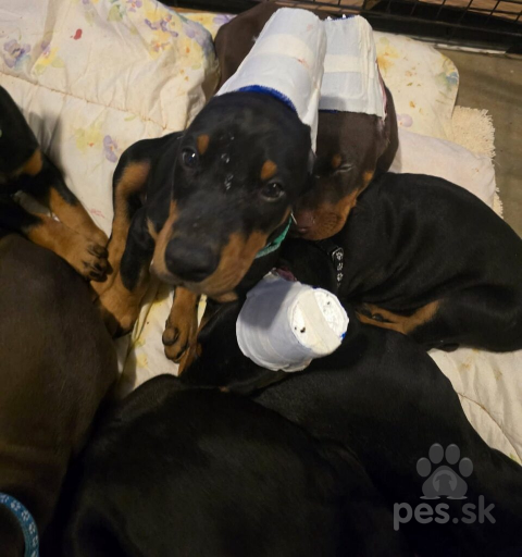 Pinče, bradáče, molosoidy a švajčiarske salašnícke psy, דוברמן פינצ'ר לאימוץ ואימוץ בית ((כתובת דוא"ל......experttdocx@gmail.com))