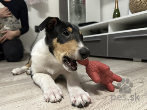 Ovčiaky a pastierske psy, Kolie krátkosrstá