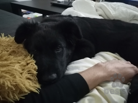 Ovčiaky a pastierske psy, Šteňa nemeckého ovčiaka 