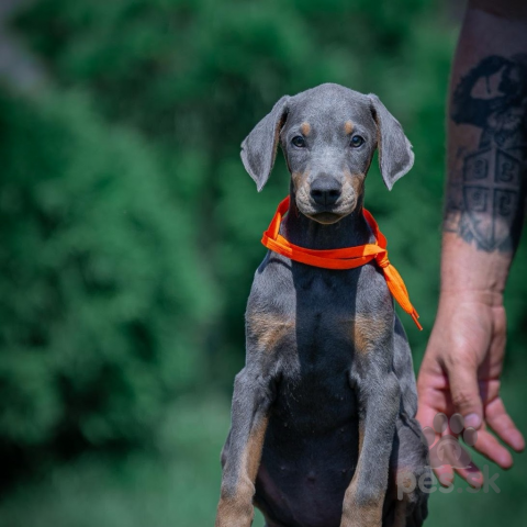 Pinče, bradáče, molosoidy a švajčiarske salašnícke psy, Doberman šteniatka na predaj