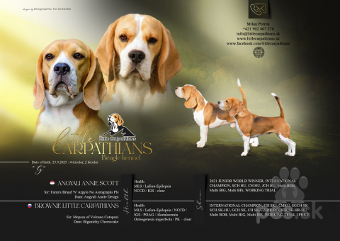 Duriče, farbiare a príbuzné plemená, BÍGL (BEAGLE) S PP