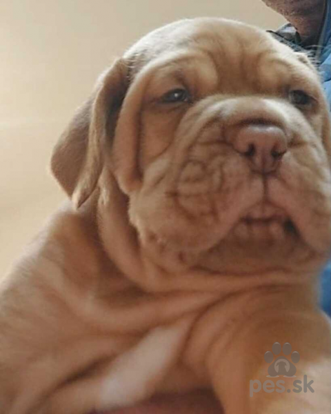 Pinče, bradáče, molosoidy a švajčiarske salašnícke psy, ŠTENIATKA BORDEAUXSKÁ DOGA 