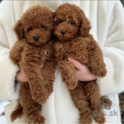 Stavače, Šteniatka toy pudla k dispozícii