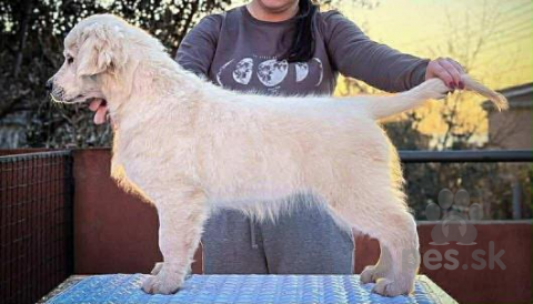 Retrívre, sliediče a vodné psy, Zlatý retríver – šteniatko