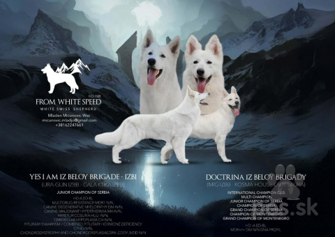 Ovčiaky a pastierske psy, Biely švajčiarsky ovčiak – Šteniatka