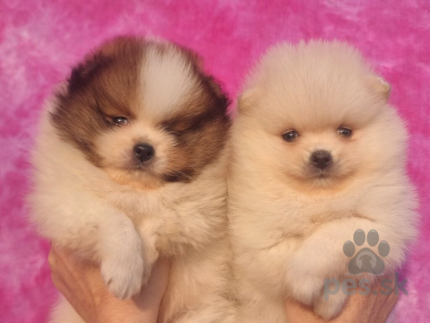 Špice a primitívne typy, Pomeranský špic BOO šteniatka