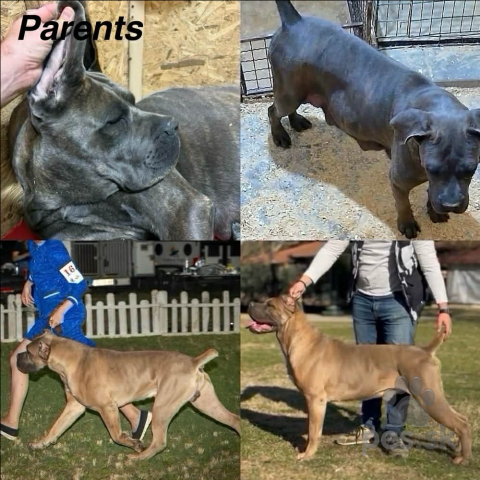 Pinče, bradáče, molosoidy a švajčiarske salašnícke psy, Cane Corso šteniatka