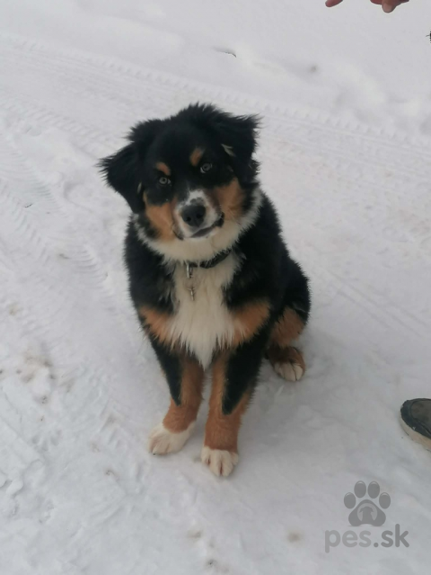 Ovčiaky a pastierske psy, Australsky ovčiak