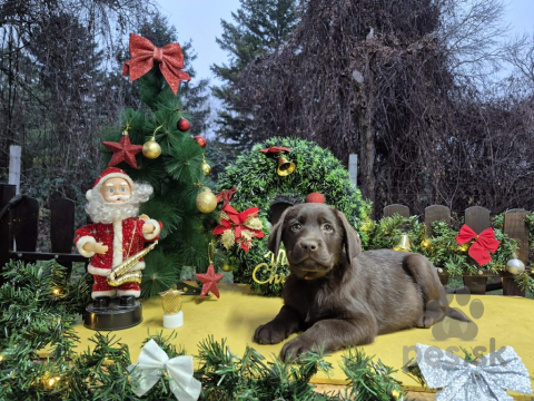 Retrívre, sliediče a vodné psy, Čokoládové šteniatka labradorského retrievera