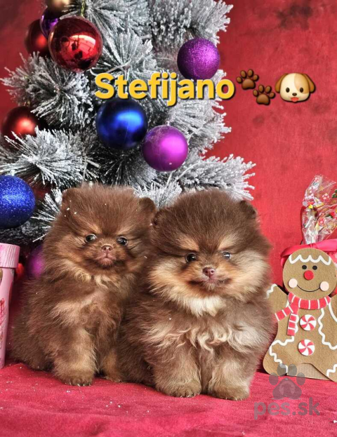 Špice a primitívne typy, Pomeranian Boo šteniatka
