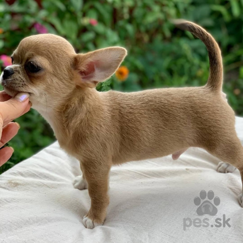Spoločenské a sprievodné psy, Hladkosrsté šteniatka Mini čivavy