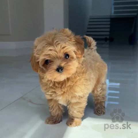 Spoločenské a sprievodné psy, Mini šteniatka pudlíka a psíka