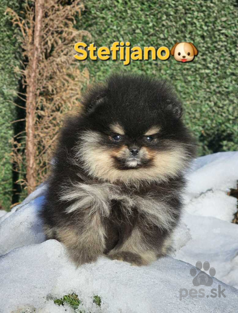 Špice a primitívne typy, Pomeranian BOO – vzhľad medvedíka, Pomeranian špic