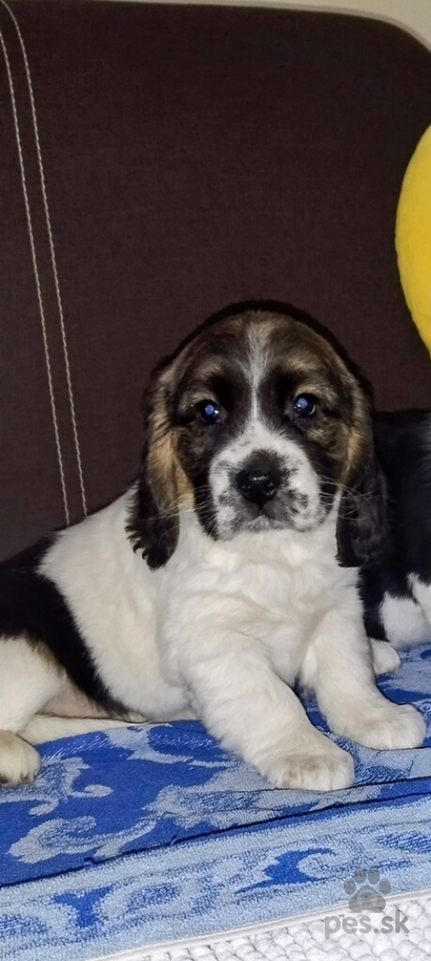 Duriče, farbiare a príbuzné plemená, Bigel Bigl 