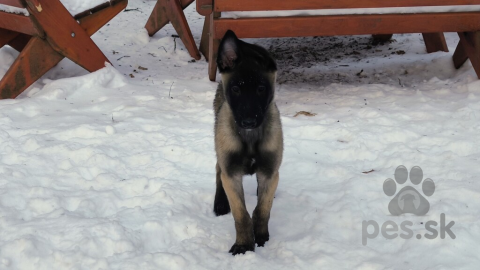 Ovčiaky a pastierske psy, Belgický ovčiak - Malinois