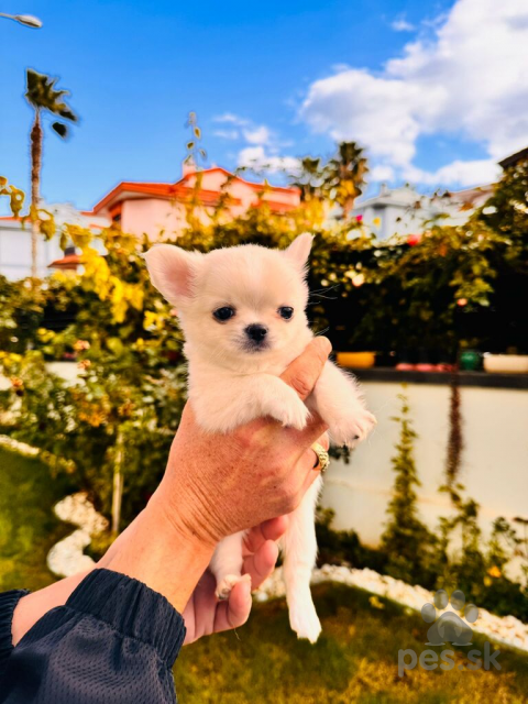 Spoločenské a sprievodné psy, Roztomilé a vycvičené šteniatka čivavy