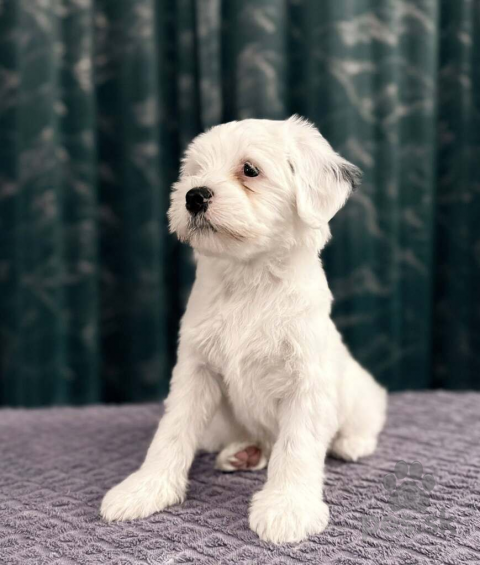 Spoločenské a sprievodné psy, Tibetský teriér s PP