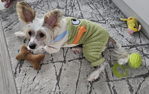 Spoločenské a sprievodné psy, Čínsky chocholatý pes - naháč s PP - 10-mesačný 