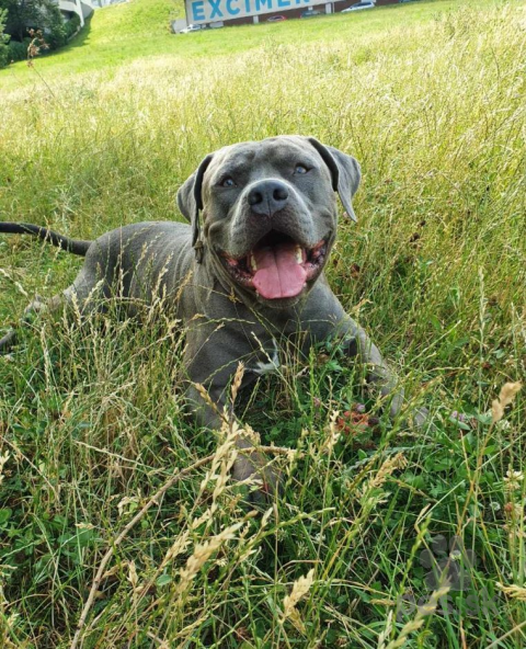 Teriéry, Hľadám domov pre American bully xl ma veľmi dobrú povahu,aj s mackou je kamarát,nevie brechat,má 7 rokov je to PP pes...psíka nedam hocikomu...je to bytový pes...musí byť vo vnútri...