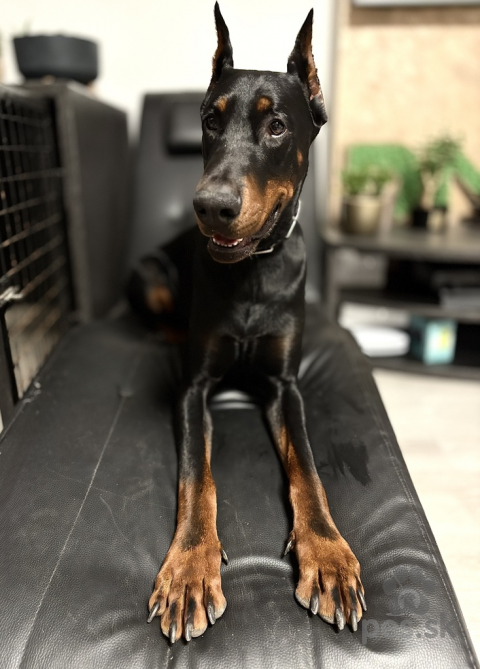 Pinče, bradáče, molosoidy a švajčiarske salašnícke psy, Doberman na krytie