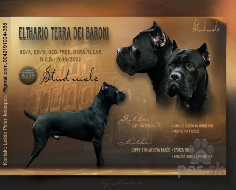 Pinče, bradáče, molosoidy a švajčiarske salašnícke psy, Cane Corso krytie 