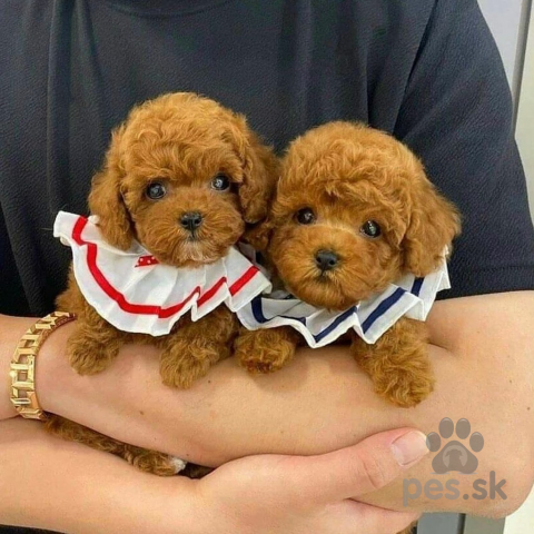 Spoločenské a sprievodné psy, Šteniatka toy pudla darčeka Valentína