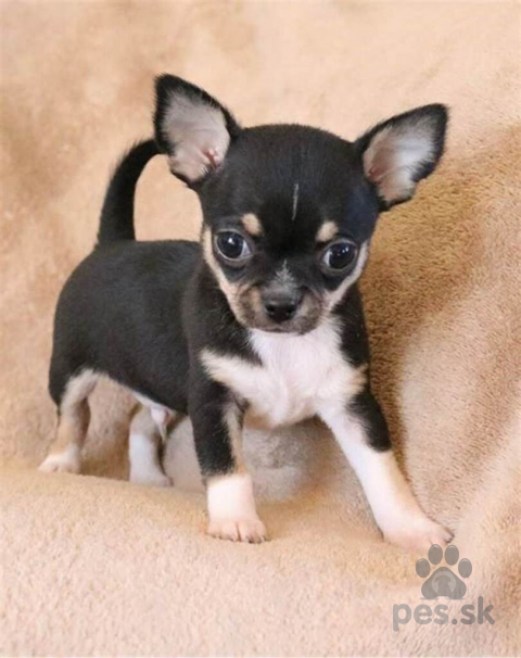 Spoločenské a sprievodné psy, Čivava mini psík krátkosrsty 