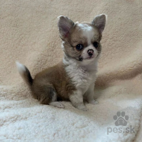 Spoločenské a sprievodné psy, Civava s pp FCI - psík- miniatúrnej veľkosti 