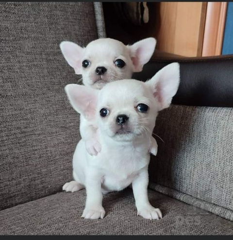 Spoločenské a sprievodné psy, ZDRAVÉ ŠTENIATKA MINI ČIVY NA ADOPCIU