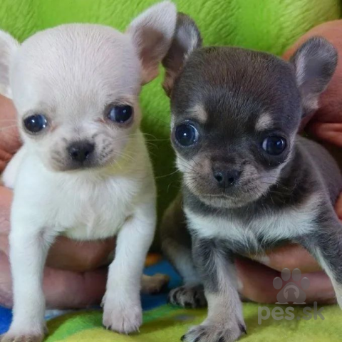 Spoločenské a sprievodné psy, Čivava 