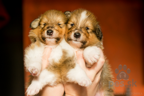 Ovčiaky a pastierske psy, Kólia dlhosrstá - šteniatka s PP