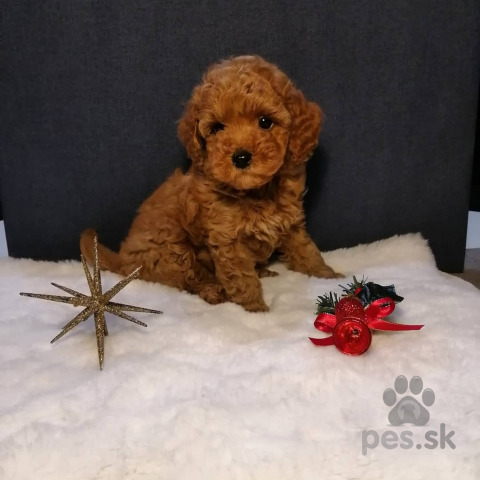 Spoločenské a sprievodné psy, šteniatka toy pudla