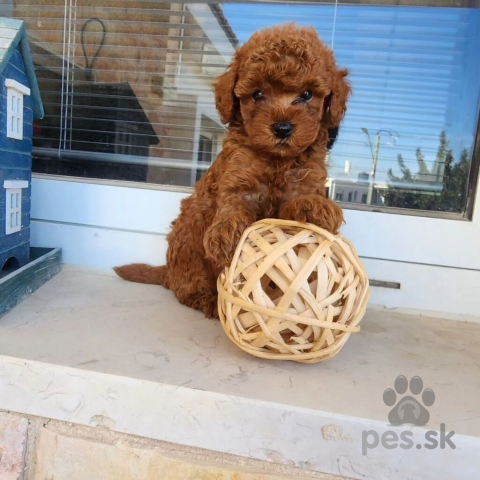 Spoločenské a sprievodné psy, Toy pudel Chlapček a dievča