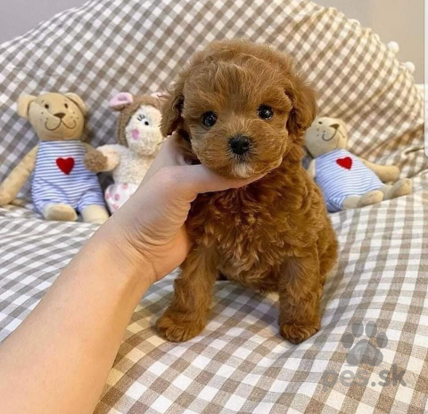 Spoločenské a sprievodné psy, Pudel, pudlik