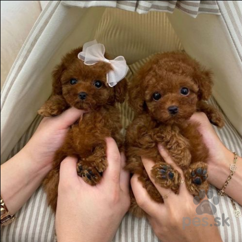 Spoločenské a sprievodné psy, Toy pudel 