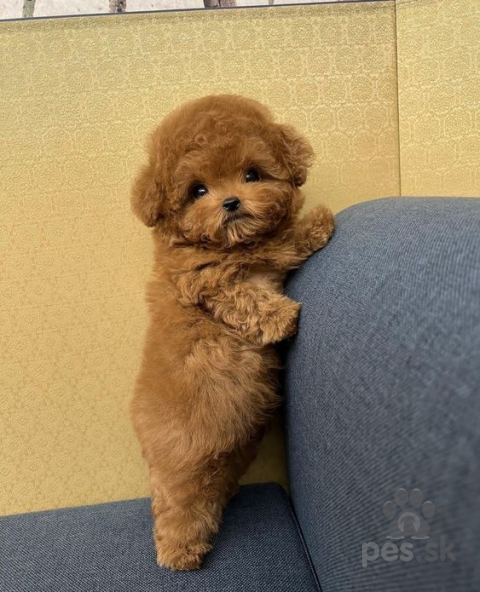 Spoločenské a sprievodné psy, Pudel