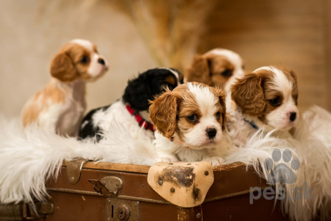 Spoločenské a sprievodné psy, Cavalier