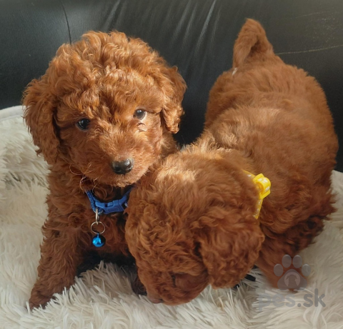 Spoločenské a sprievodné psy, Pudel