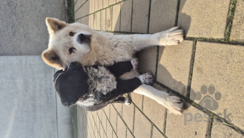 Neuznané plemená a krížence, Predám šteniatko križenca