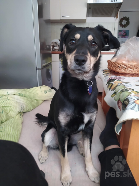 Neuznané plemená a krížence, Darujem 2 rocneho krizenca