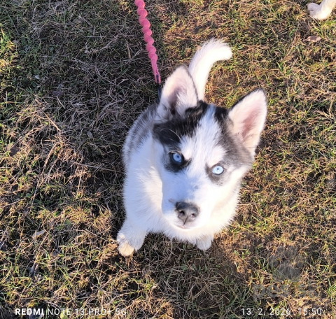 Špice a primitívne typy, Sibírsky husky