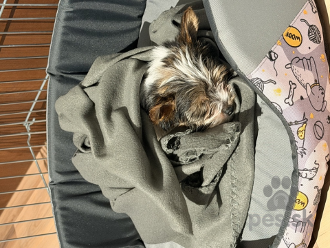 Neuznané plemená a krížence, Yorkshire Biewer