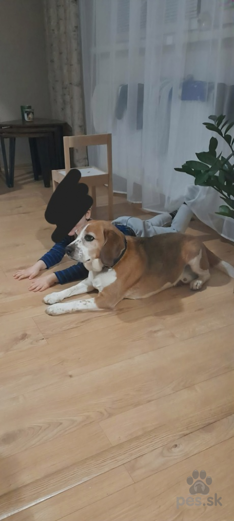 Duriče, farbiare a príbuzné plemená, Darujeme Bígla