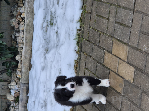 Ovčiaky a pastierske psy, Predam border koliu