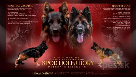 Ovčiaky a pastierske psy, Dlhosrstý nemecký ovčiak 