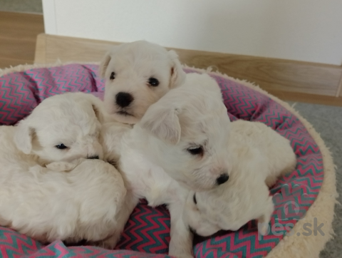 Spoločenské a sprievodné psy, Bišonik